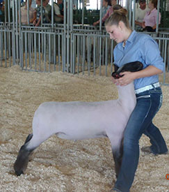 AWTR Show Lamb Winners